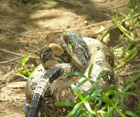 Boa enjoying an iguana (Garrobo)