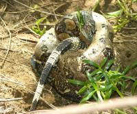 Boa enjoying an iguana (Garrobo)