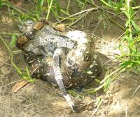 Boa enjoying an iguana (Garrobo)