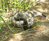 Boa enjoying an iguana (Garrobo)