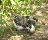 Boa enjoying an iguana (Garrobo)