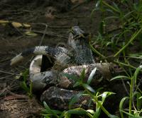 Boa enjoying an iguana (Garrobo)