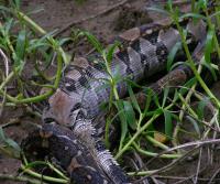 Boa enjoying an iguana (Garrobo)
