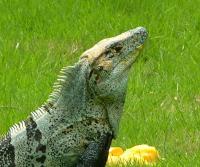 Garden Iguana (garrobo) enjoying a mango
