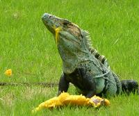 Garden Iguana (garrobo) enjoying a mango