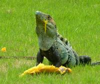 Garden Iguana (garrobo) enjoying a mango