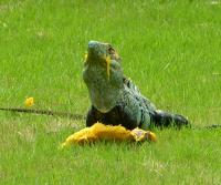 Garden Iguana (garrobo) enjoying a mango