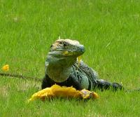 Garden Iguana (garrobo) enjoying a mango