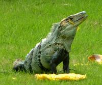 Garden Iguana (garrobo) enjoying a mango