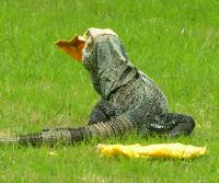 Garden Iguana (garrobo) enjoying a mango