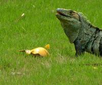 Garden Iguana (garrobo) enjoying a mango