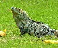 Garden Iguana (garrobo) enjoying a mango