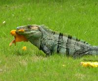 Garden Iguana (garrobo) enjoying a mango