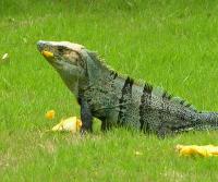 Garden Iguana (garrobo) enjoying a mango