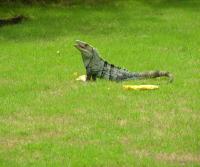Garden Iguana (garrobo) enjoying a mango