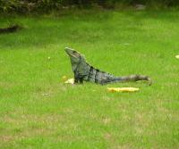 Garden Iguana (garrobo) enjoying a mango