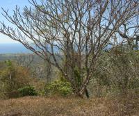 La Pulga, Bejuco, Nandayure (latest Totobe Resort 85 ha acquisition)