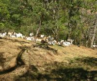 La Pulga, Bejuco, Nandayure (latest Totobe Resort 85 ha acquisition)
