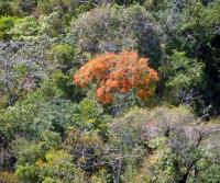 La Pulga, Bejuco, Nandayure (latest Totobe Resort 85 ha acquisition)