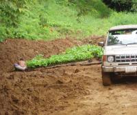 Plantando Teca 2005