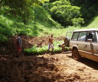 Plantando Teca 2005