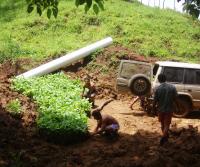 Plantando Teca 2005