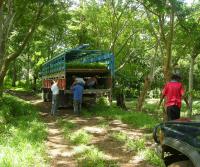 Primera siembra de Teca y Caoba en Finca Totobe