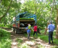 Primera siembra de Teca y Caoba en Finca Totobe