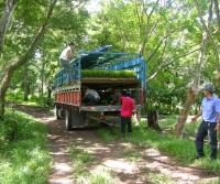 Primera siembra de Teca y Caoba en Finca Totobe