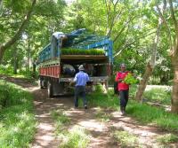 Primera siembra de Teca y Caoba en Finca Totobe