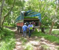 Primera siembra de Teca y Caoba en Finca Totobe