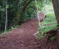 Primera siembra de Teca y Caoba en Finca Totobe