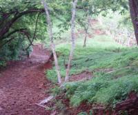 Primera siembra de Teca y Caoba en Finca Totobe