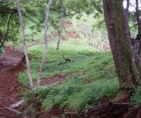 Primera siembra de Teca y Caoba en Finca Totobe