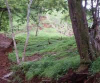 Primera siembra de Teca y Caoba en Finca Totobe