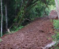 Primera siembra de Teca y Caoba en Finca Totobe
