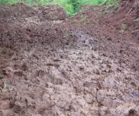 Primera siembra de Teca y Caoba en Finca Totobe