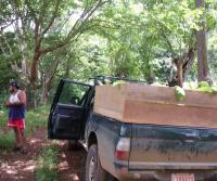 Primera siembra de Teca y Caoba en Finca Totobe