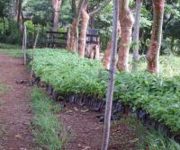 Primera siembra de Teca y Caoba en Finca Totobe