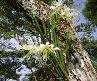 Primera siembra de Teca y Caoba en Finca Totobe