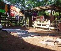 Primera siembra de Teca y Caoba en Finca Totobe