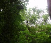 Primera siembra de Teca y Caoba en Finca Totobe