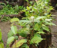 Primera siembra de Teca y Caoba en Finca Totobe