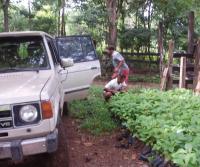 Primera siembra de Teca y Caoba en Finca Totobe