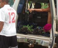 Primera siembra de Teca y Caoba en Finca Totobe
