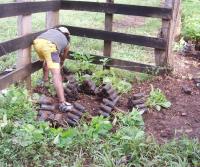 Primera siembra de Teca y Caoba en Finca Totobe