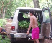 Primera siembra de Teca y Caoba en Finca Totobe