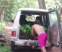 Primera siembra de Teca y Caoba en Finca Totobe