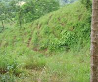 Primera siembra de Teca y Caoba en Finca Totobe