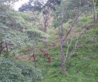 Primera siembra de Teca y Caoba en Finca Totobe